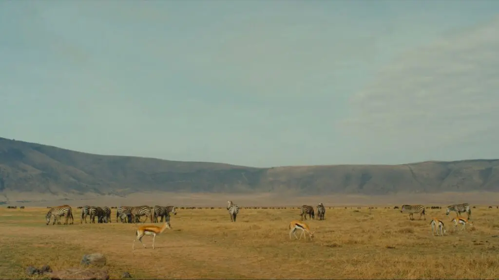 Zebra and antelope grazing the plains The Highlands 1