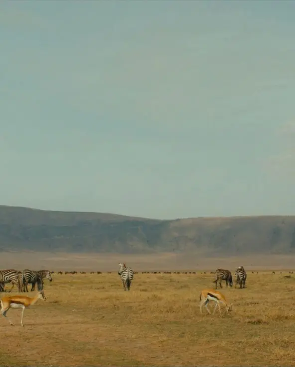 Antelope and a small herd of zebra grazing the nutrient-rich soil in the Ngorongoro Conservation Area, Tanzania.