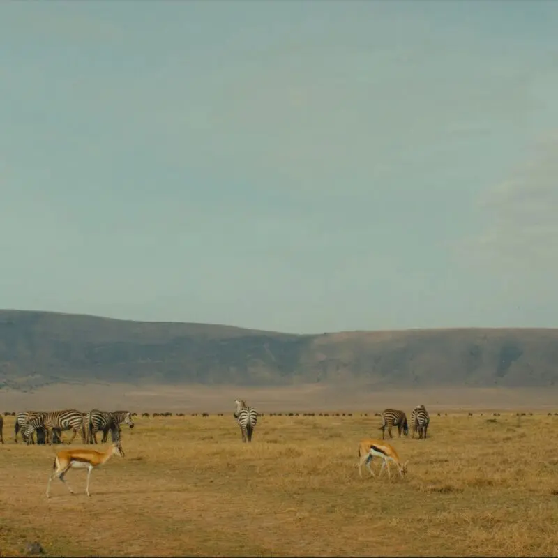 Antelope and a small herd of zebra grazing the nutrient-rich soil in the Ngorongoro Conservation Area, Tanzania.