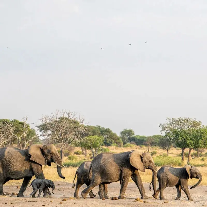 A herd of African elephants and young calves walking through Tarangire National Park, Tanzania.
