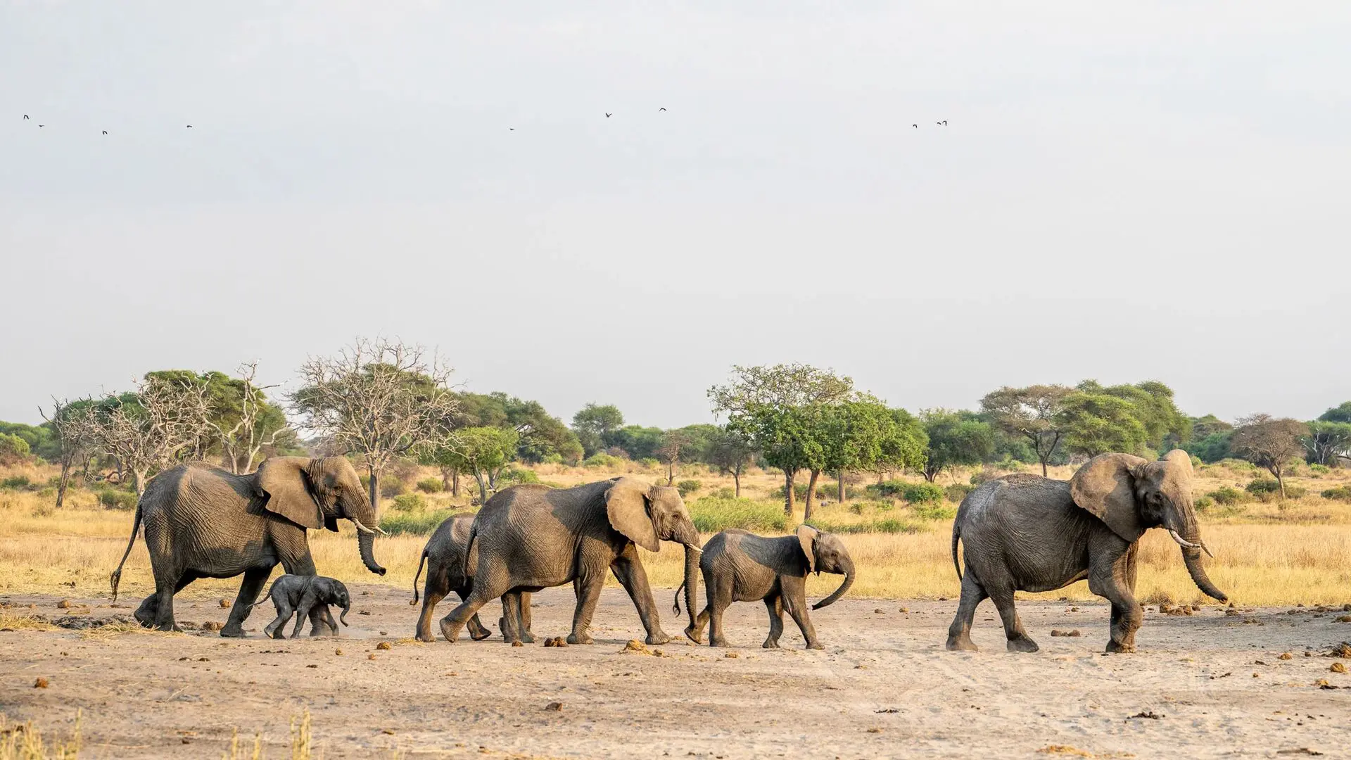 A herd of African elephants and young calves walking through Tarangire National Park, Tanzania.