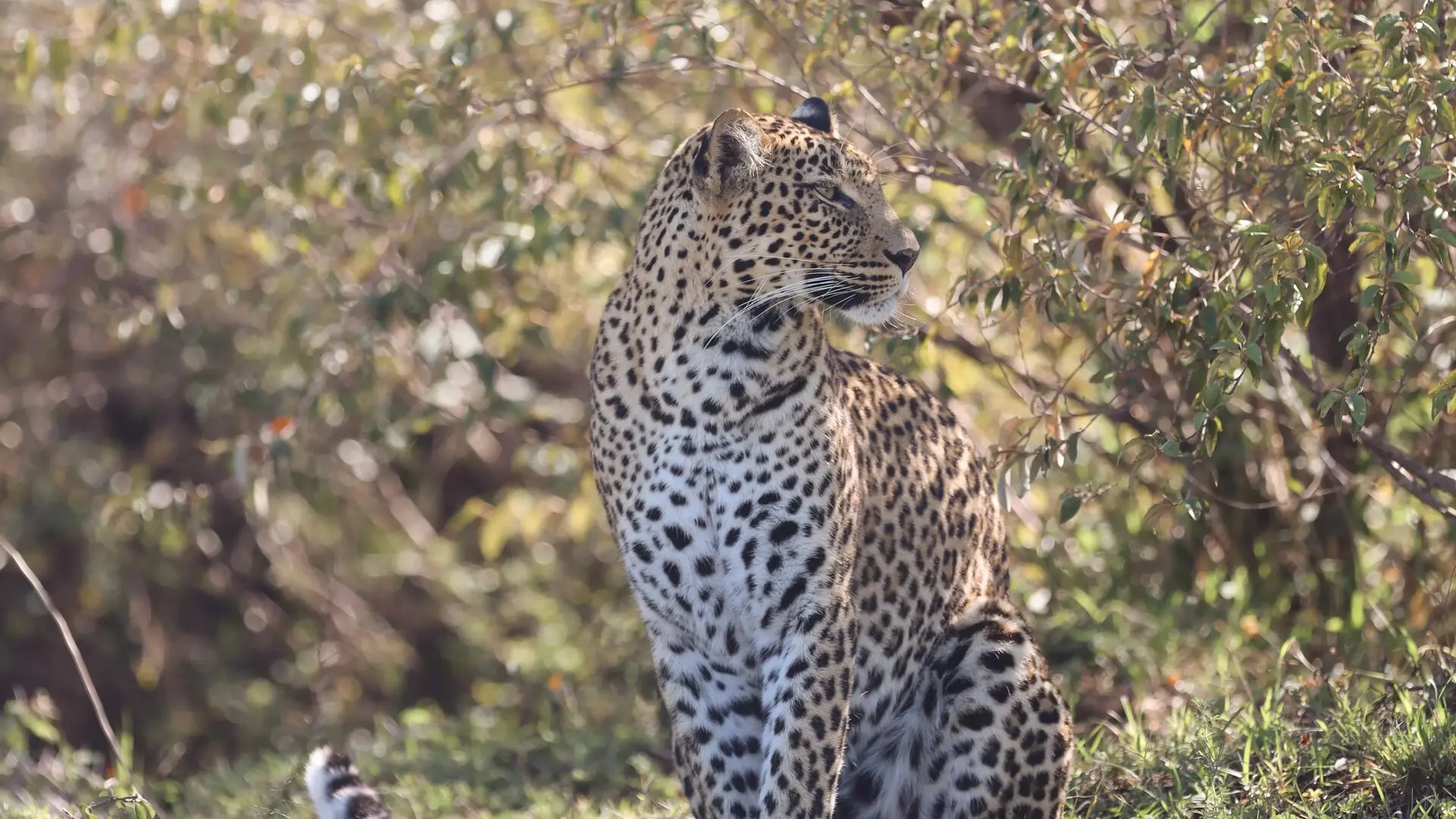 Leopard sitting beneath leafy branches in the Maasai Mara, Kenya.