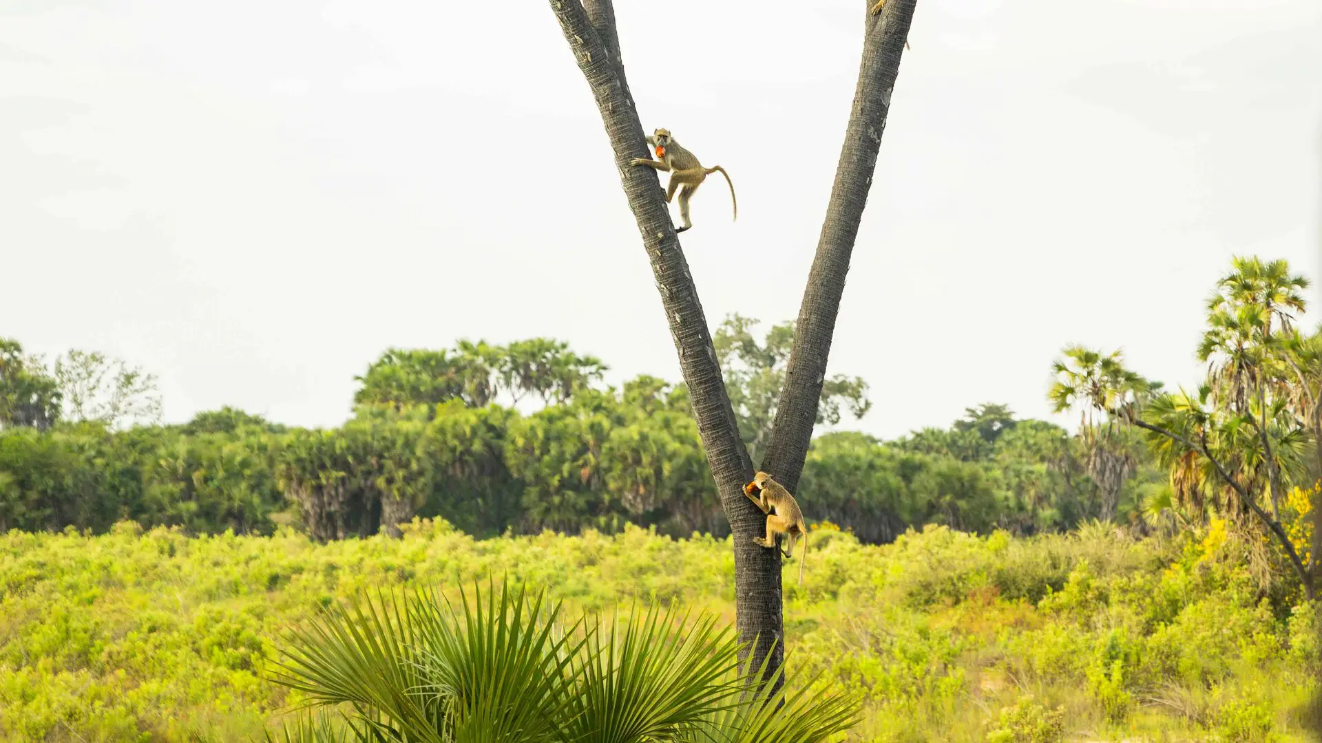 Two monkeys climbing the trunk of a tall palm tree amid lush green vegetation in Nyerere National Park, Tanzania.