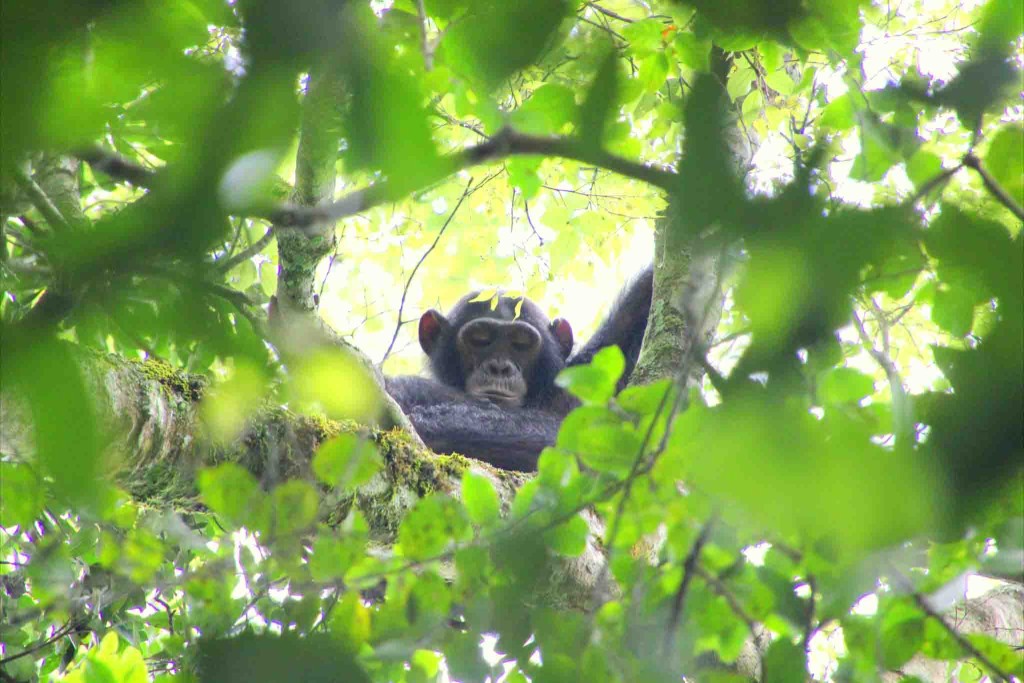 A chimpanzee sits high up in a tree on Rubondo Island in Lake Victoria, Tanzania
