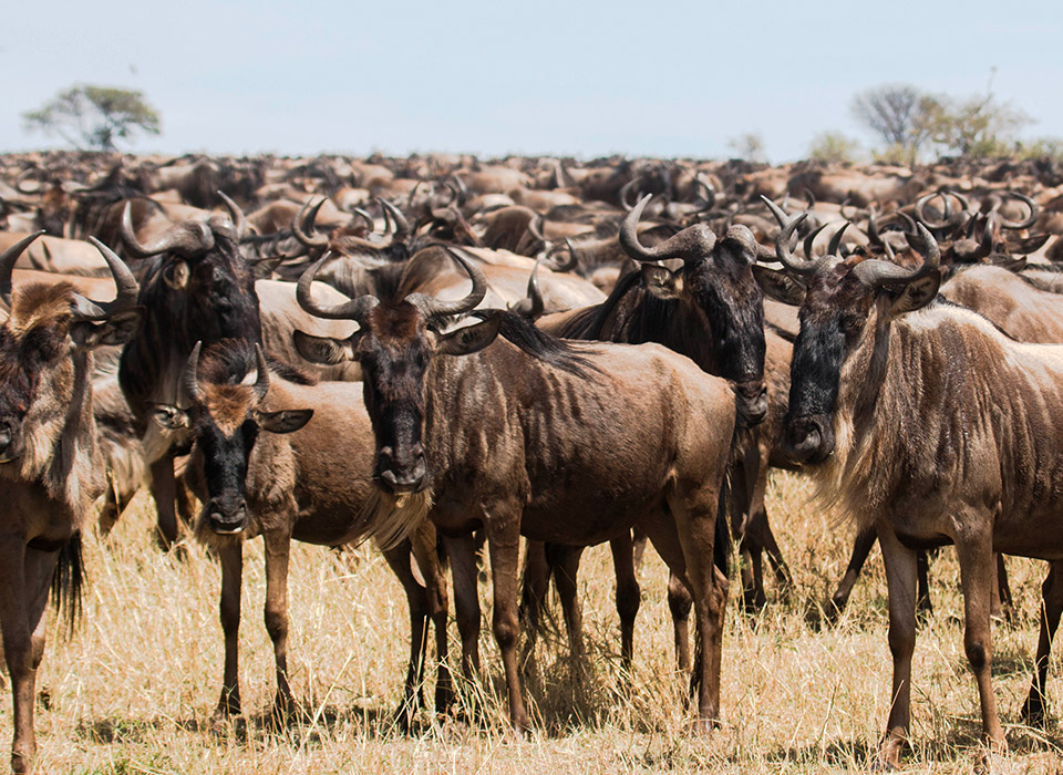 A herd of wildebeest on the plains of the Masai Mara.
