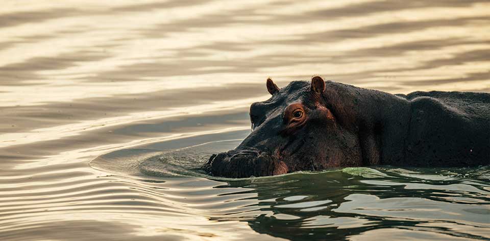 Fun Facts About Hippos