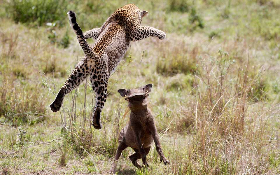 Leopard vs Warthog: An Unforgettable Encounter | Asilia Africa