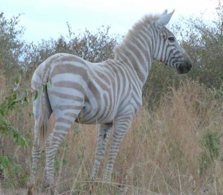 East Africa's Most Unique & Unusual Safari Animals