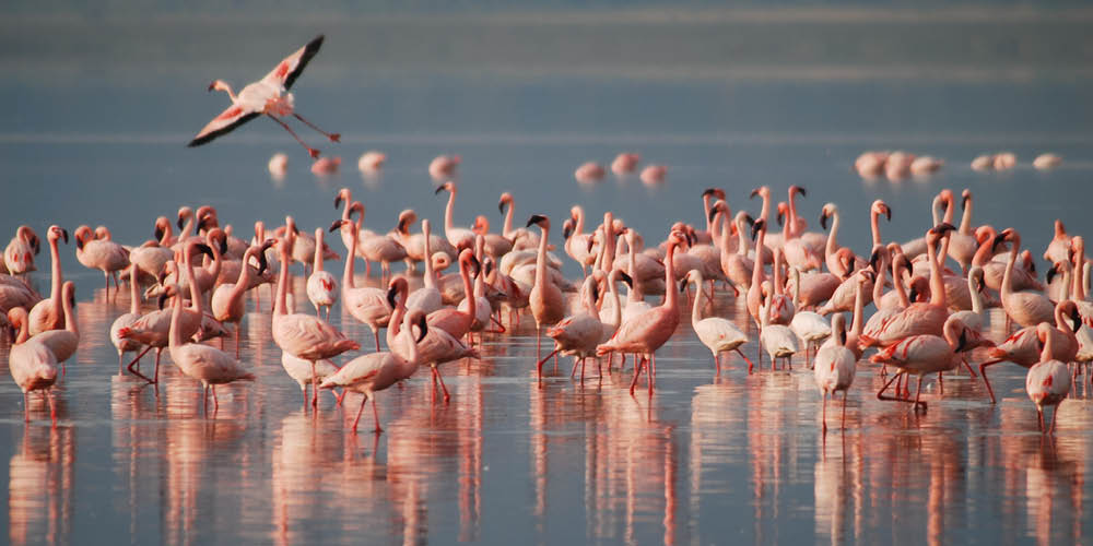 bird watching Lake Manyara National Park