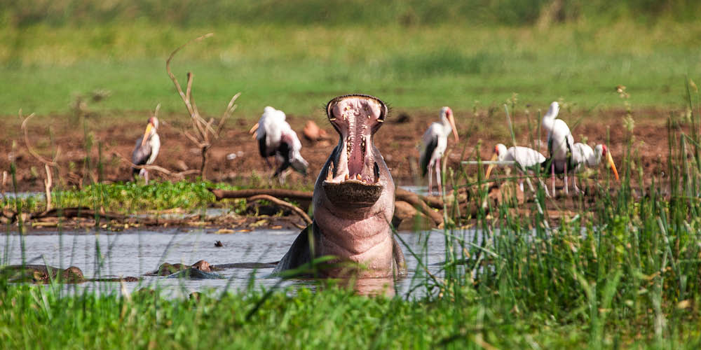 hippo yawning