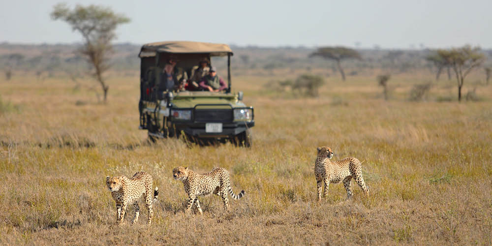 cheetah sighting on game drive
