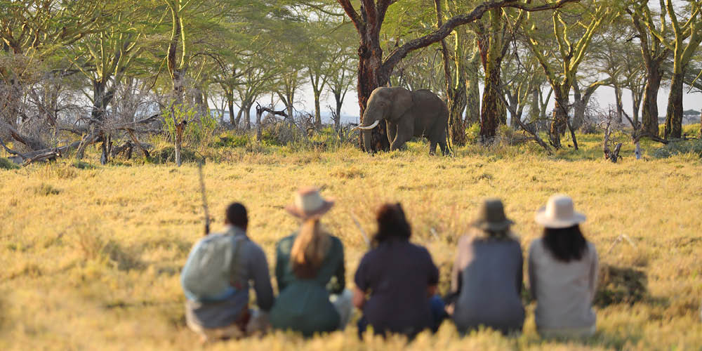 guests huddled near an elephant standing by a tree on walking safari