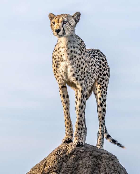 Cheetah stood on a rock in east africa