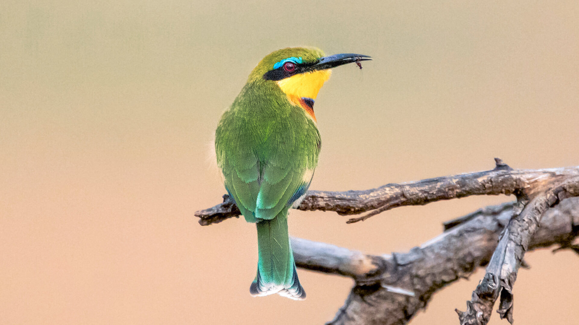 Green and yellow bird sat on a branch in east africa