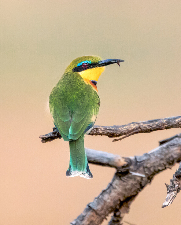 Green and yellow bird sat on a branch in east africa