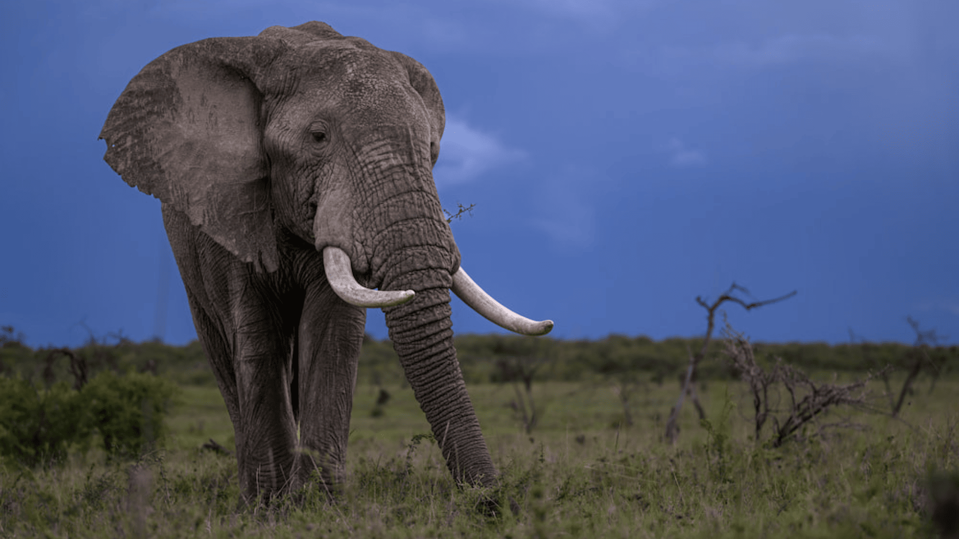 asilia africa elephant walking in grassland encounter mara