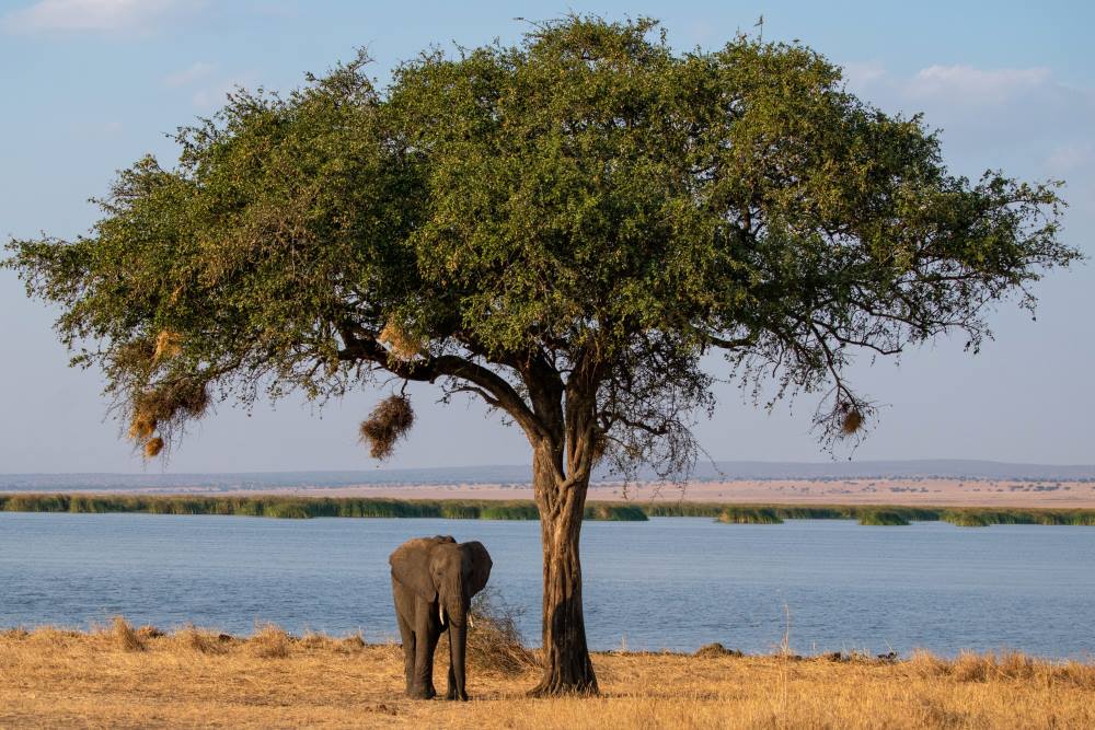 An elephant stands beneath a giant tree | Asilia Africa