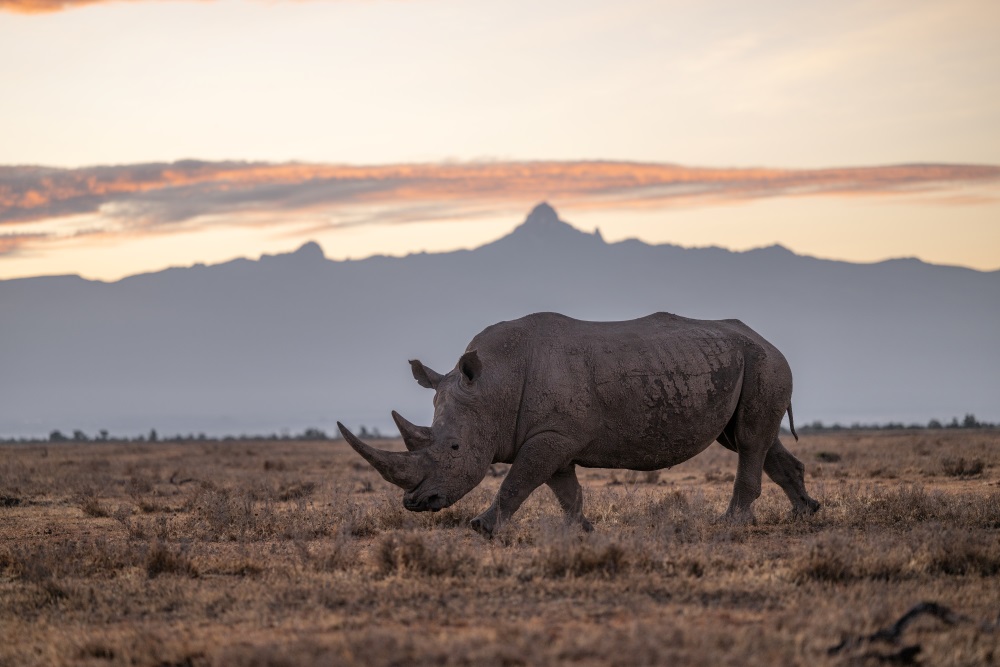 A rhino walks the grounds of Ol Pejeta | Asilia Africa