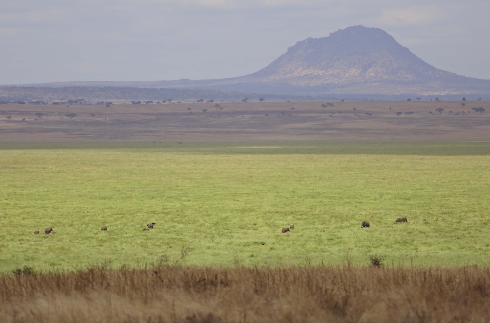 The Silale Swamp in Tarangire National Park | Asilia Africa 