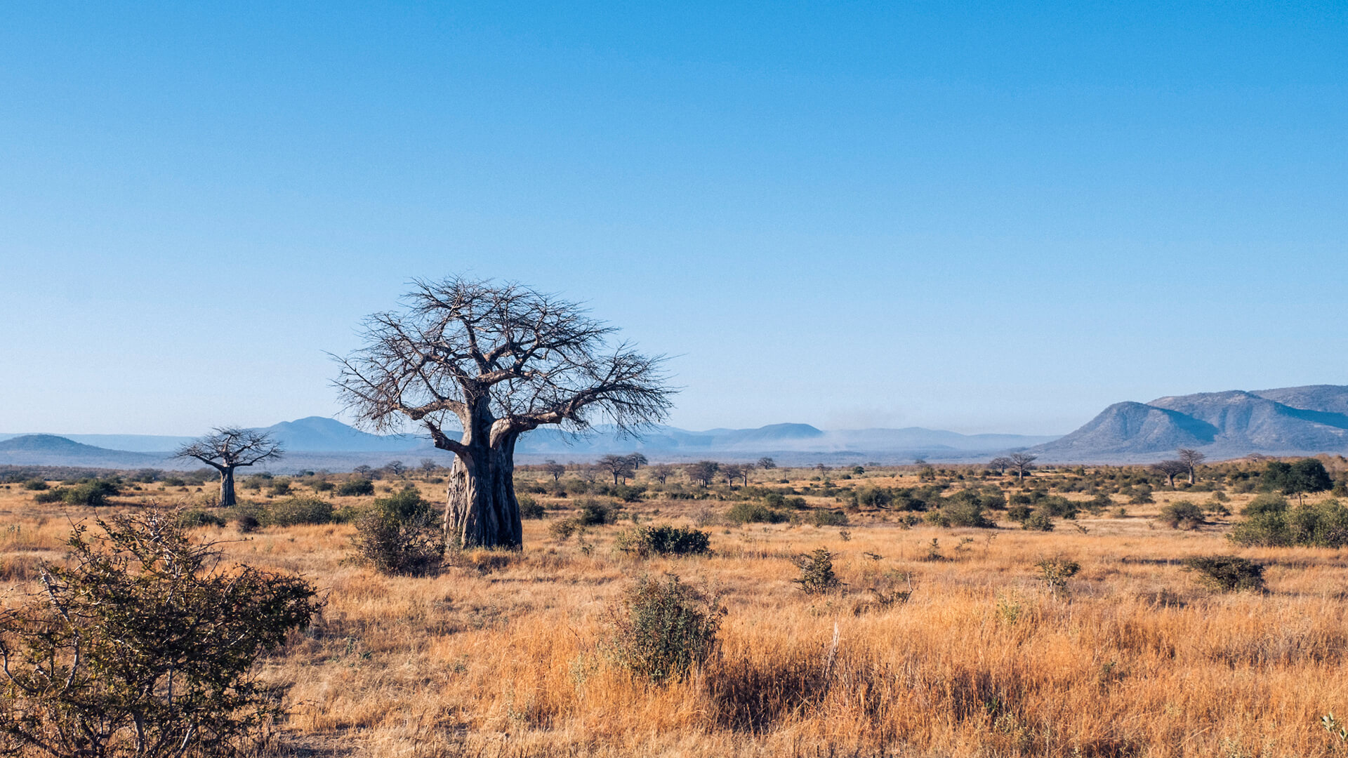 Baobab trees in Ruaha National Park, southern Tanzania