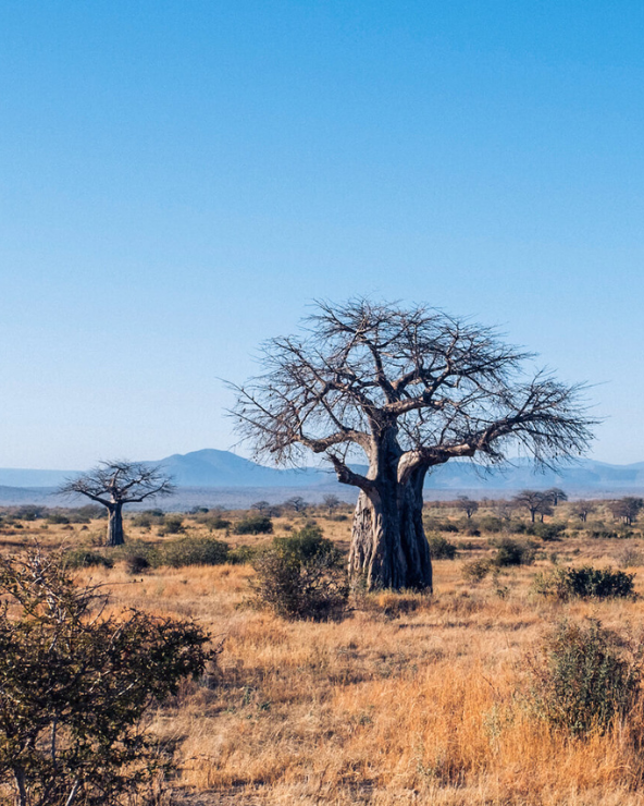 Southern Tanzania Safaris | Tanzania's Southern Safari Circuit