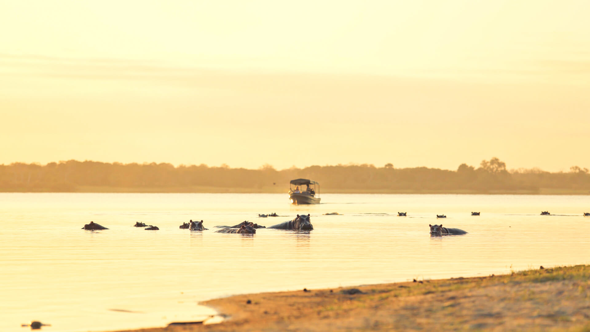 A boating safari approaches a pod of hippos