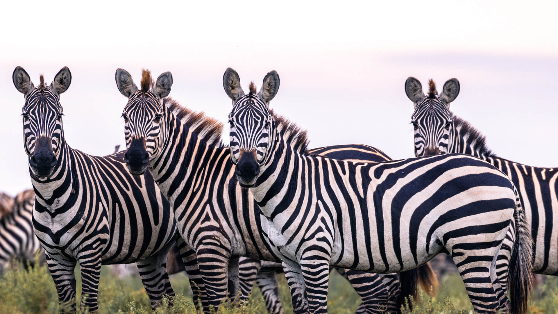 A dazzle of zebras, Serengeti, Tanzania