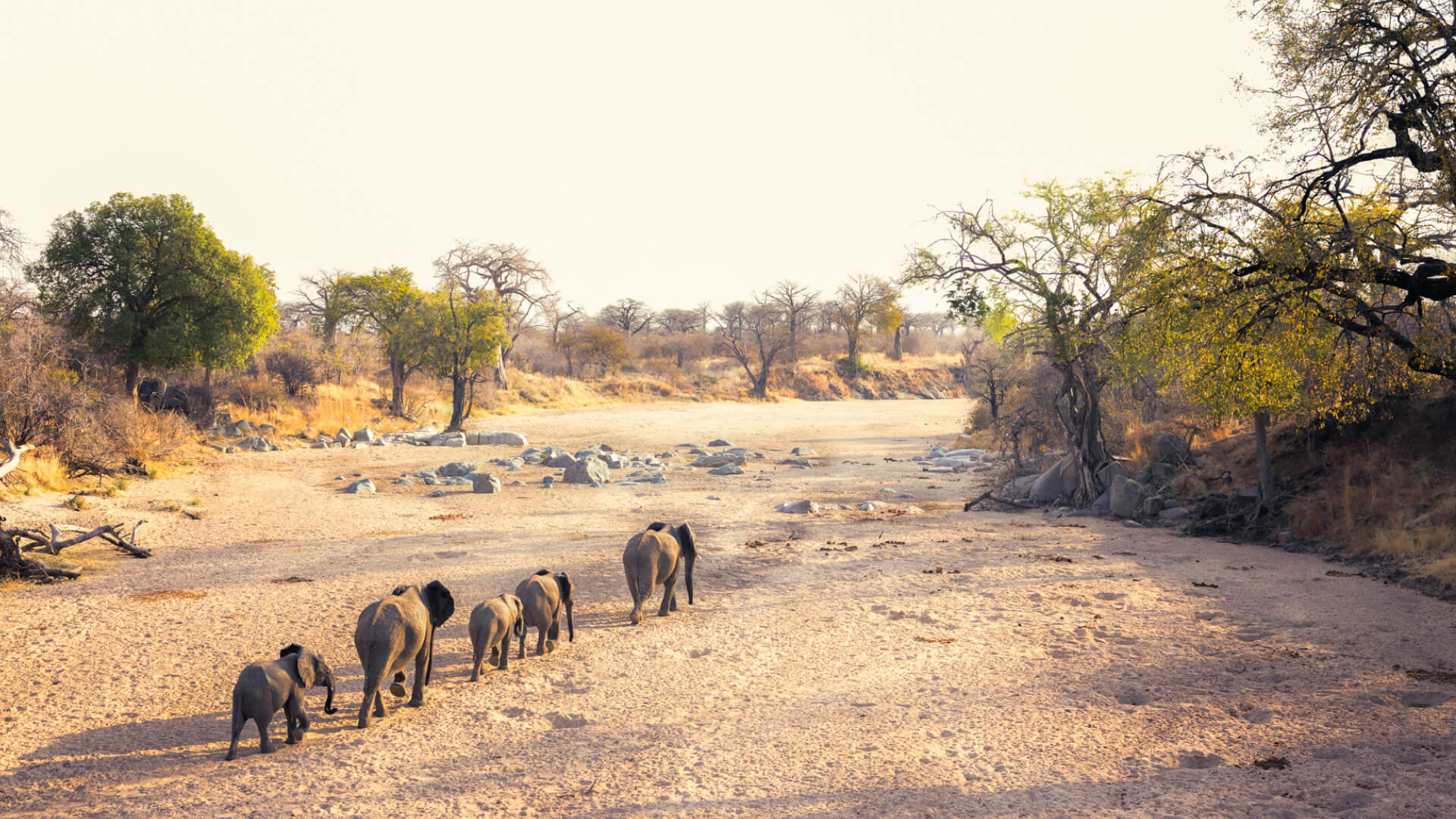 A family of elephants walk along a dry riverbed, Ruaha, Tanzania