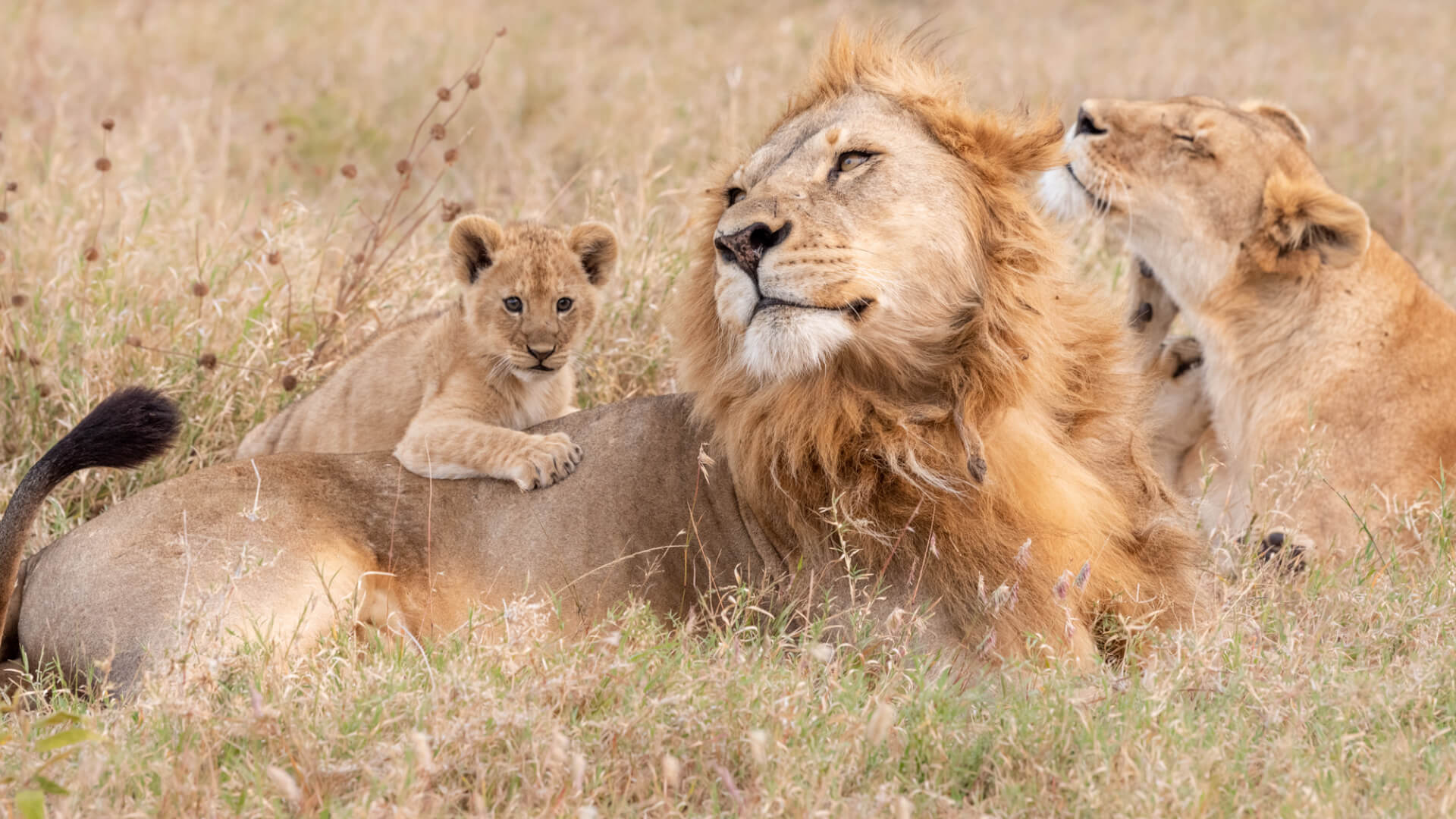 A lion cub climbs over its mother and father