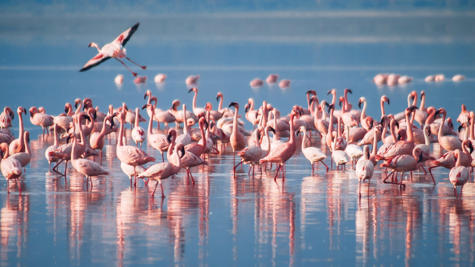 A flock of flamingos Lake Manyara Arusha Tanzania