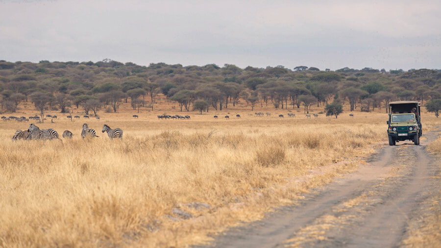 An Asilia vehicle travels along a dusty road in Tarangire with herds of zebra to one side