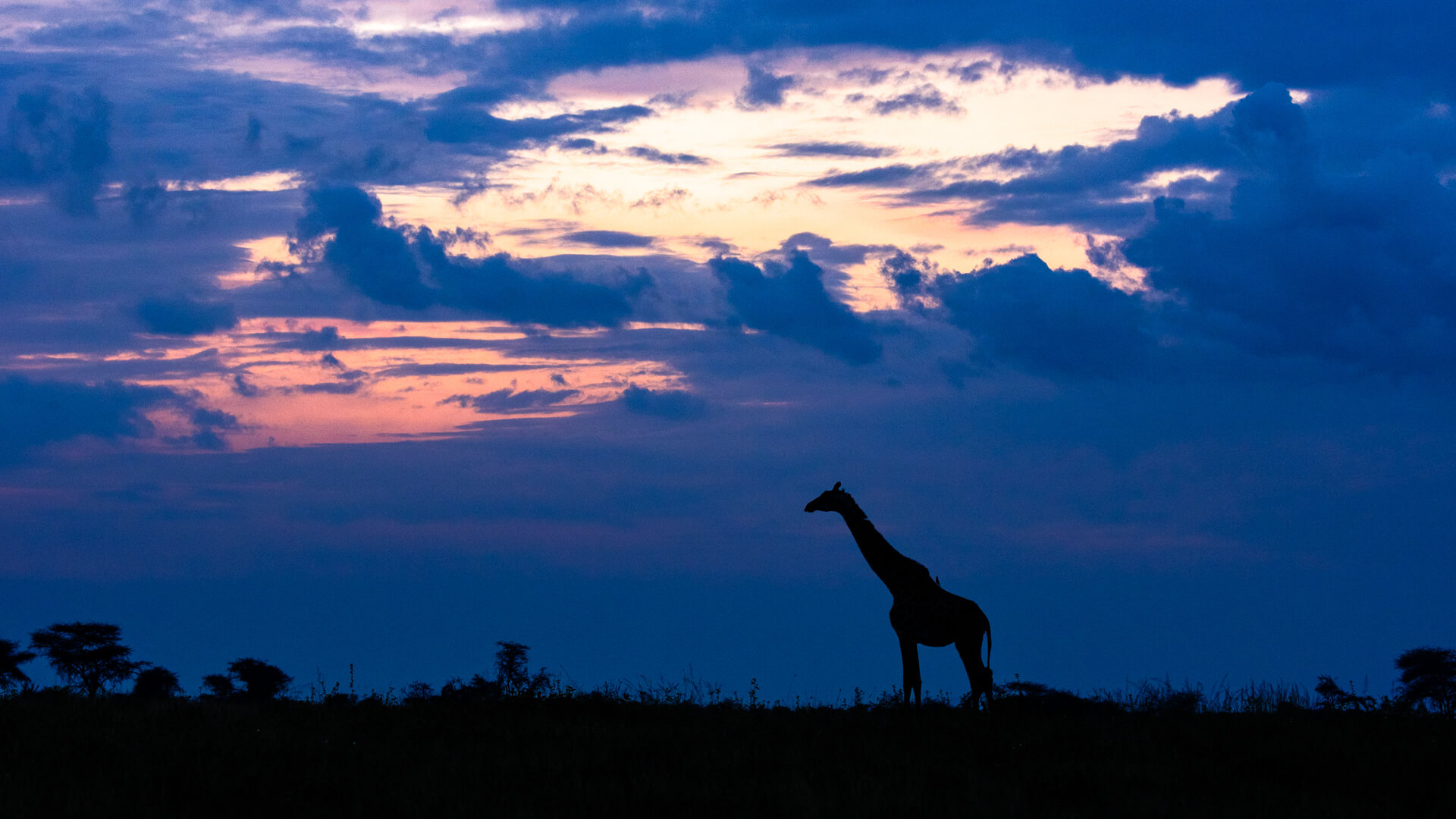 A giraffe crosses the plains as the last rays of daylight fade