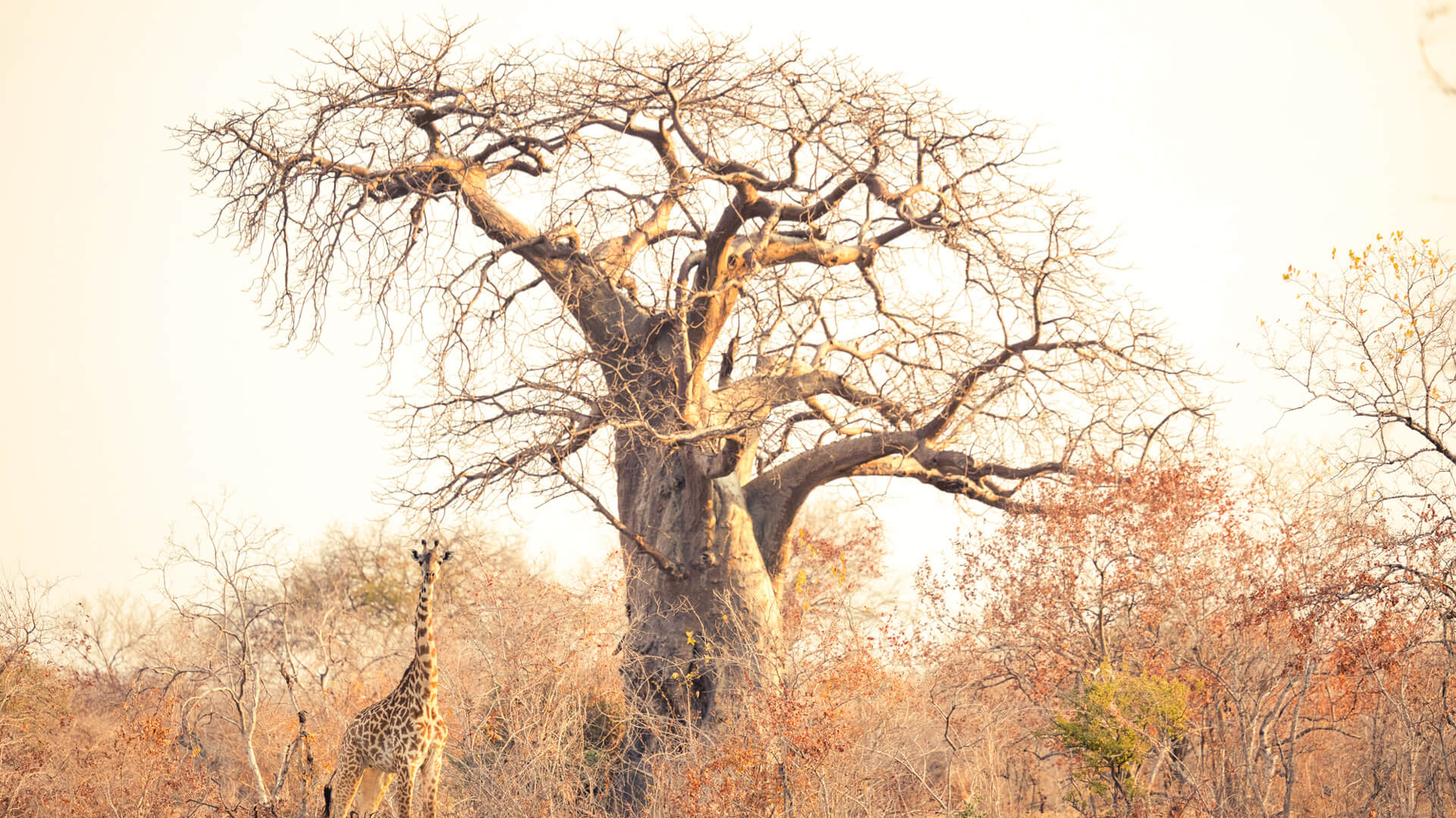 A single giraffe walks in front of a large baobab tree in Ruaha National Park