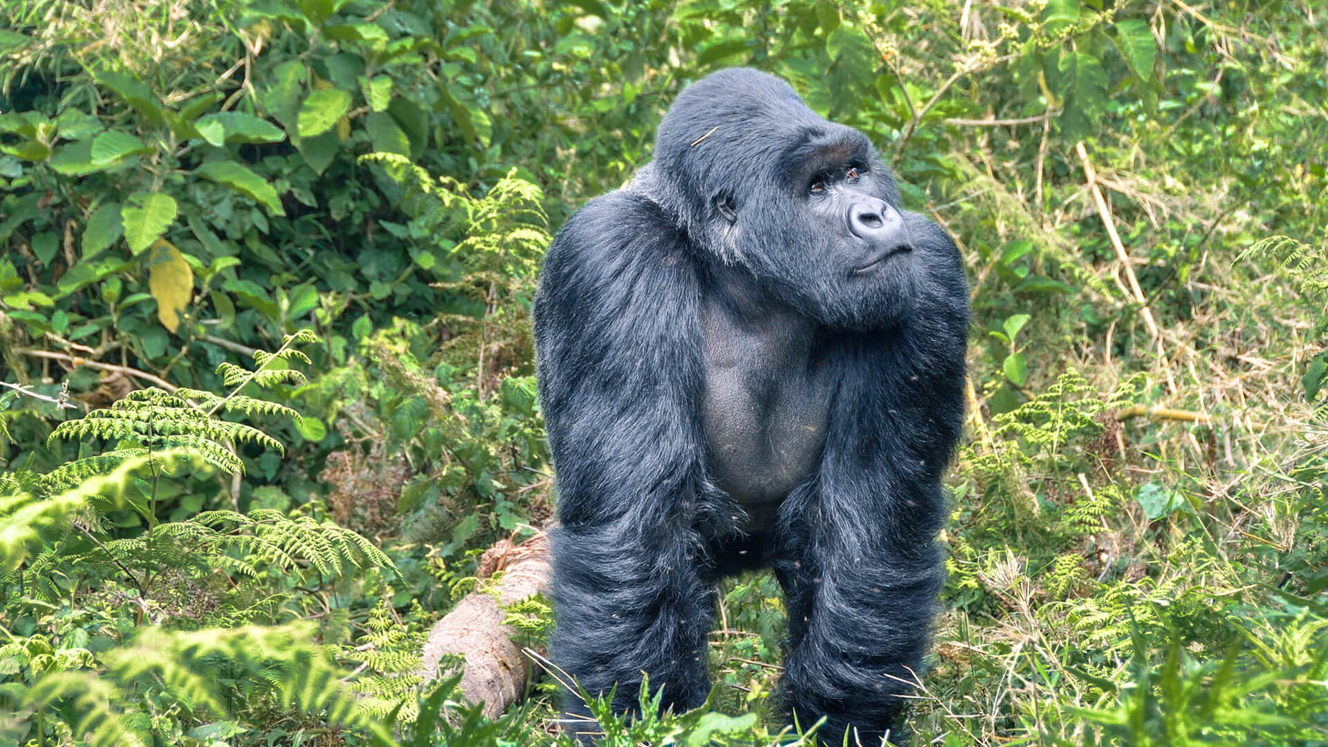 A gorilla emerges from the dense forest, Rwanda