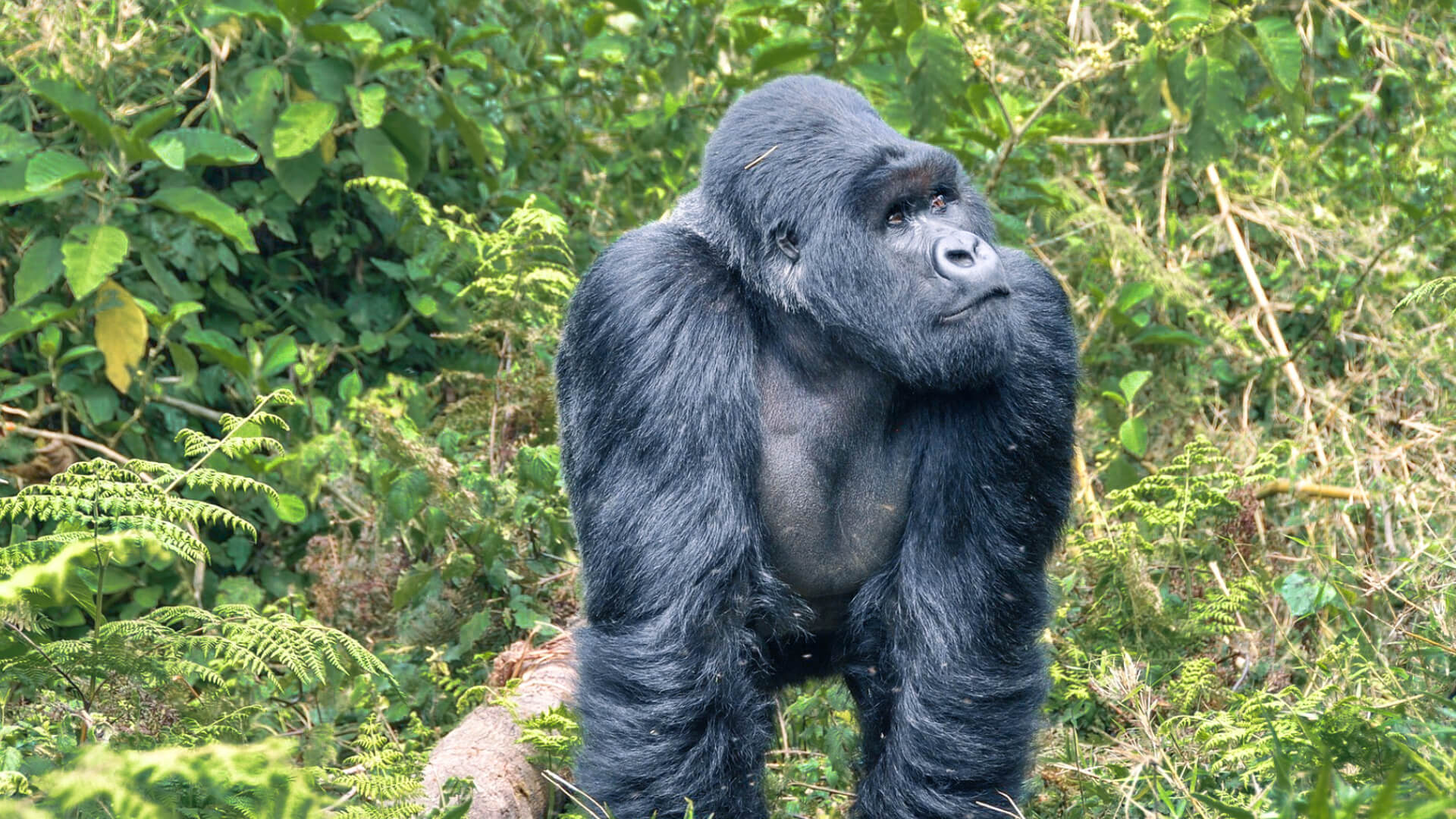 A large gorilla looking into the forest