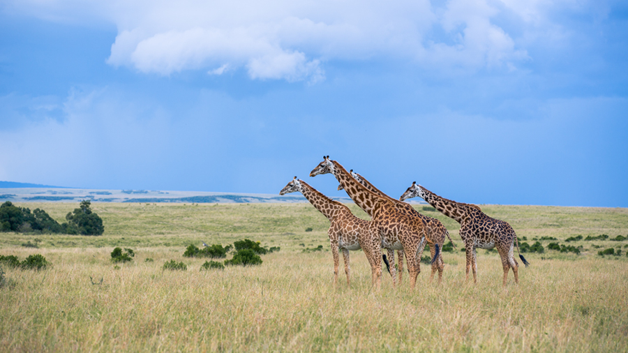 Rainy skies over a group of giraffe, Kenya