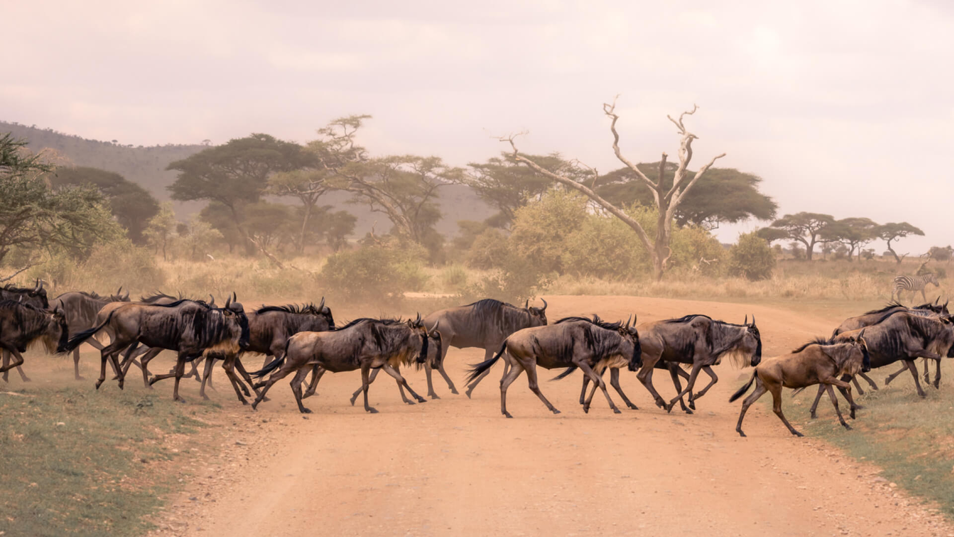 A herd of wildebeest crossing a road in the southern Serengeti, Tanzania