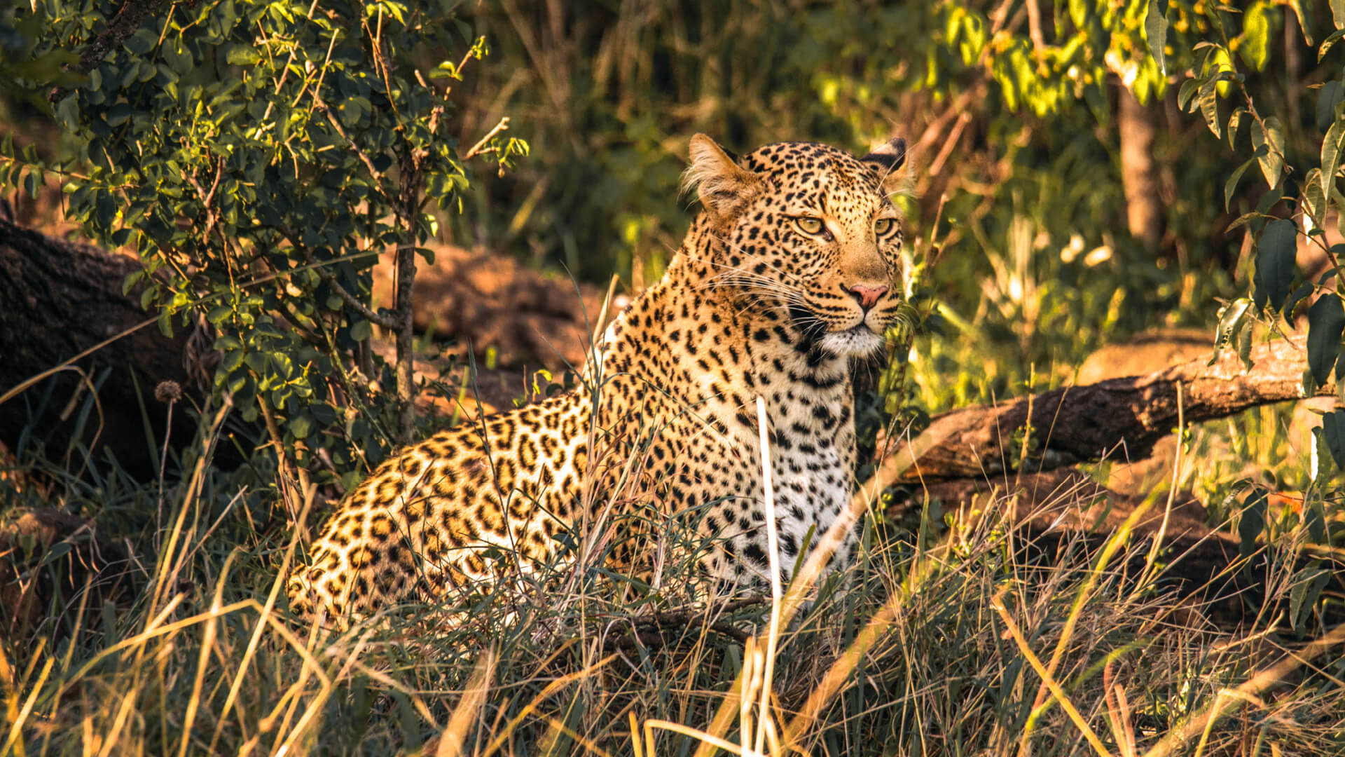 A leopard shines golden in the morning sun, Mara Naboisho Conservancy