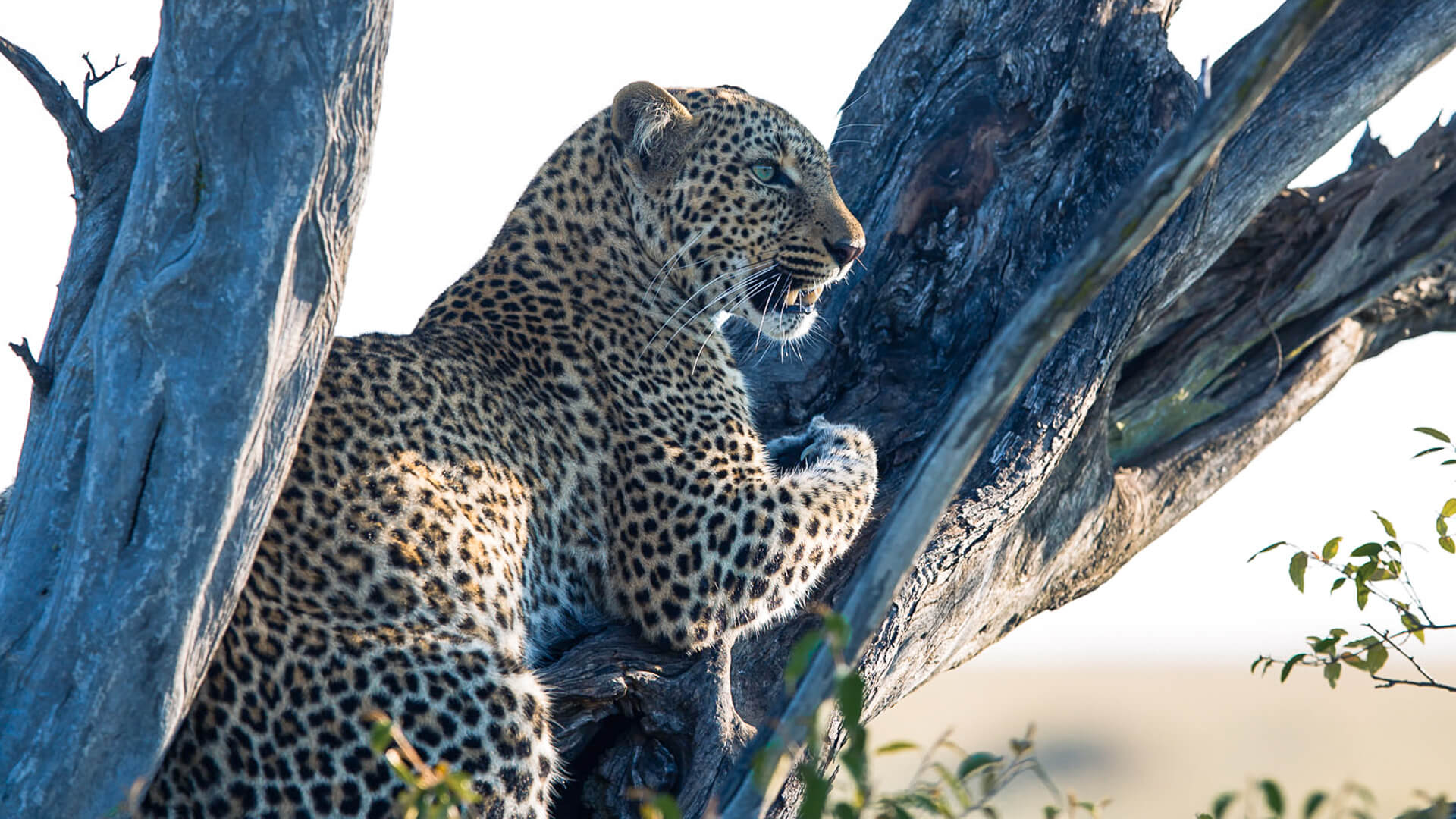 A leopard perched in the branches of a tree, Kenya
