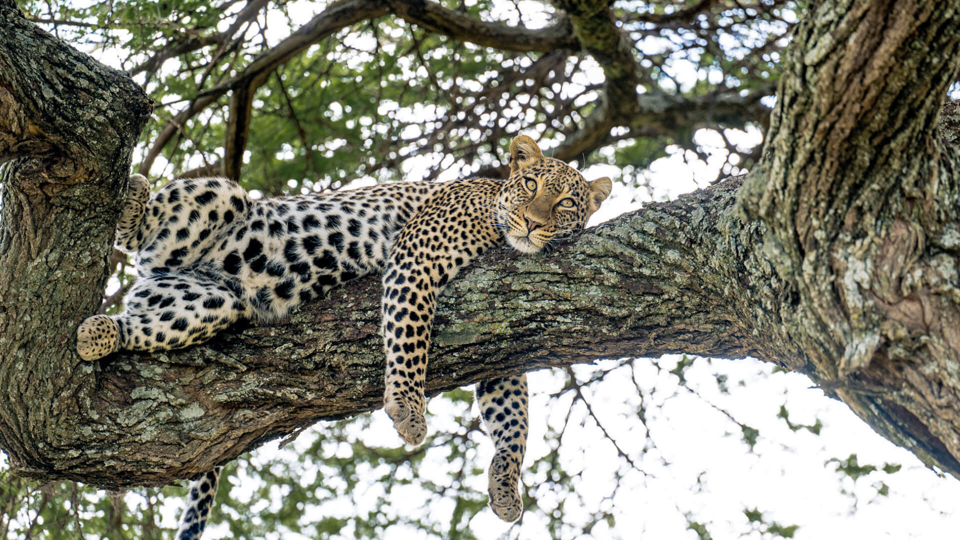 A leopard rests in a tree, Serengeti, Tanzania