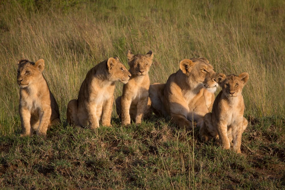 A lioness and her cubs enjoy the morning sun in Kenya’s Masai Mara National Reserve | Asilia Africa