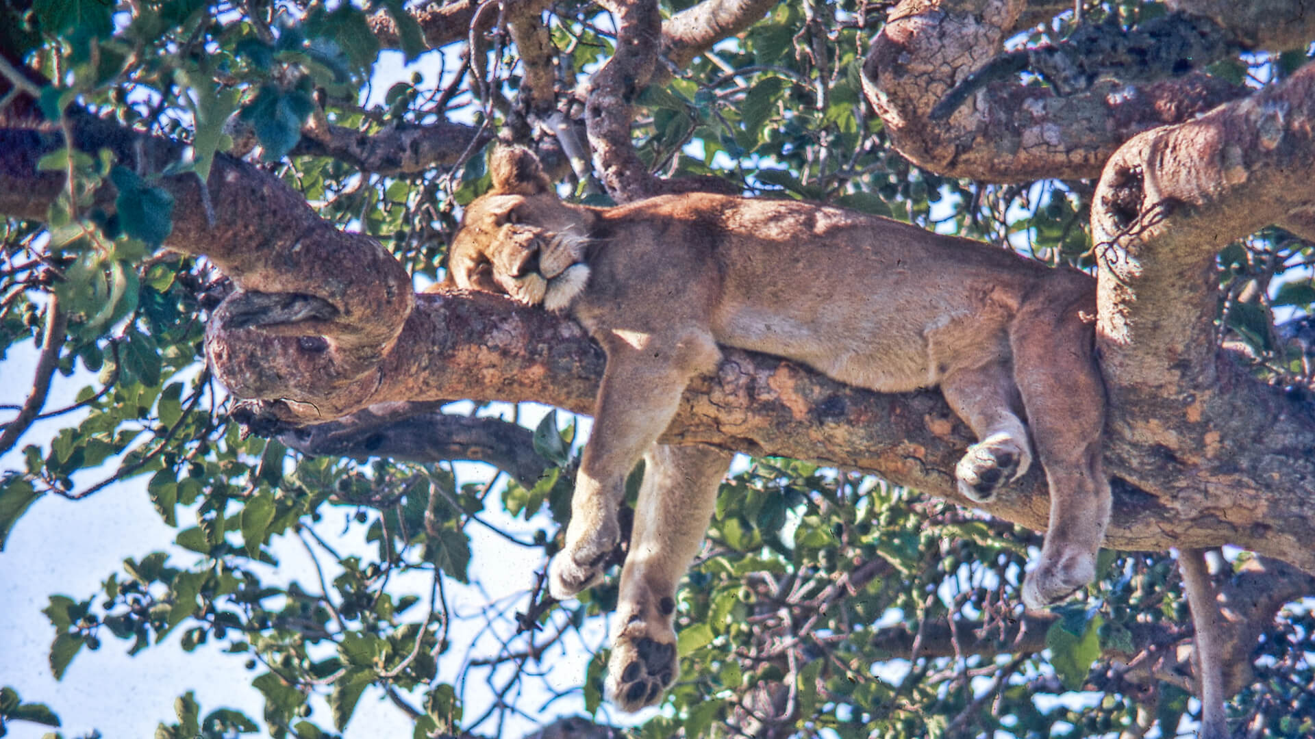 A lioness takes a nap in a tree, Uganda