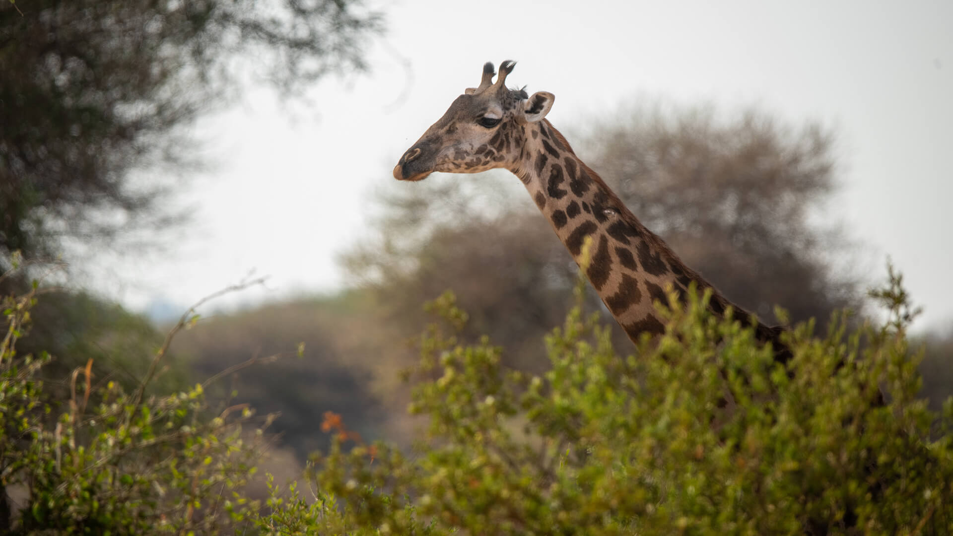 A giraffe's head appears over the foliage in Tarangire, Tanzania