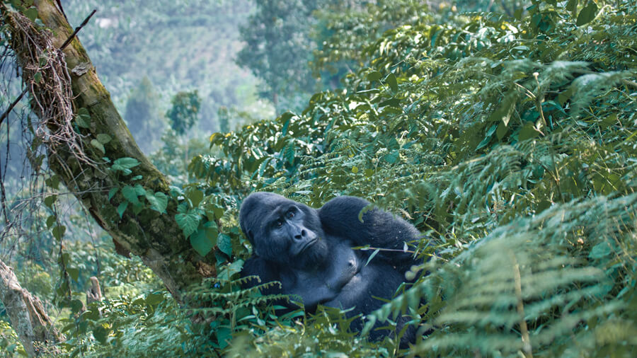 A male mountain gorilla in the forests of Uganda