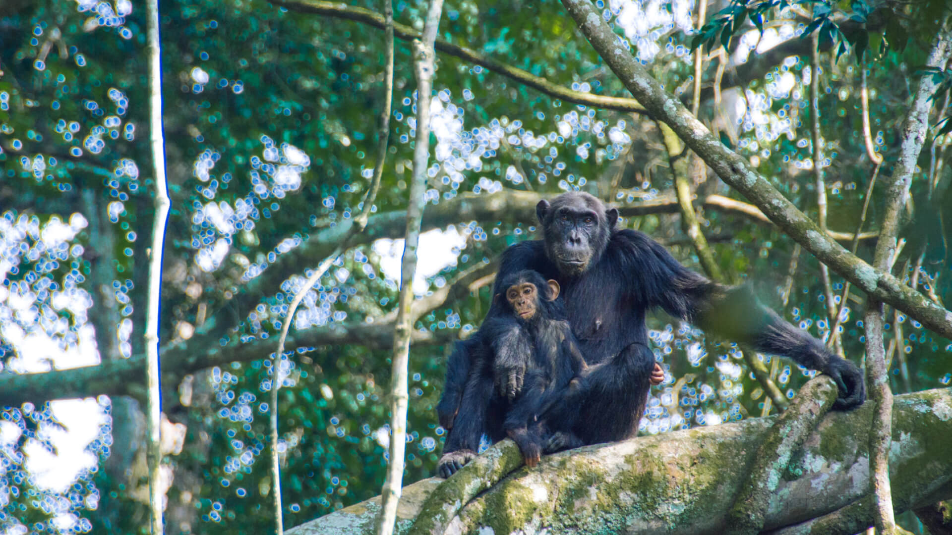 A monther chimp gradles her baby, Rwanda