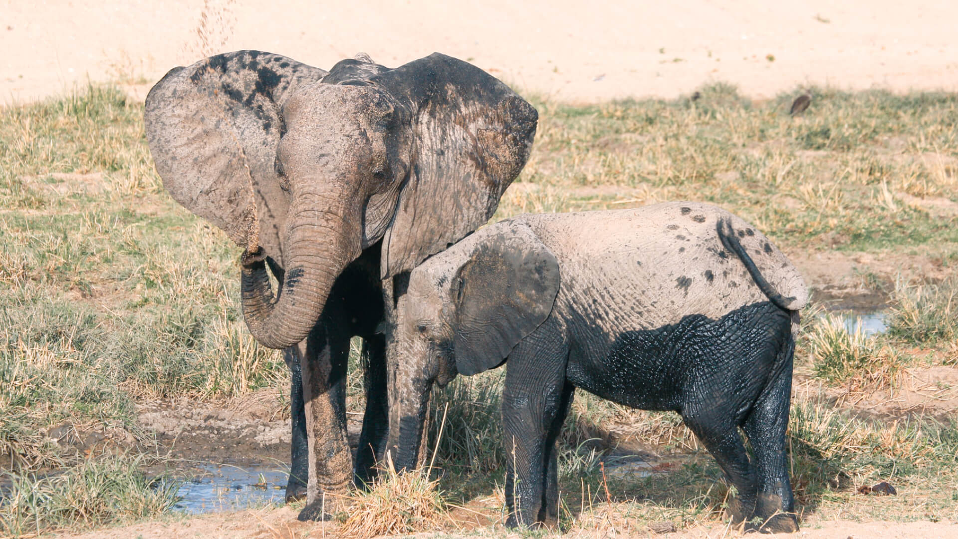 A mother elephant and her baby playing in the mud - Ruaha, Tanzania