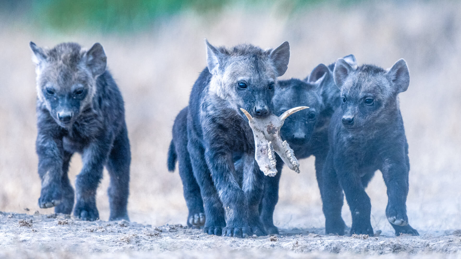 A pack of hyena cubs in Kenya