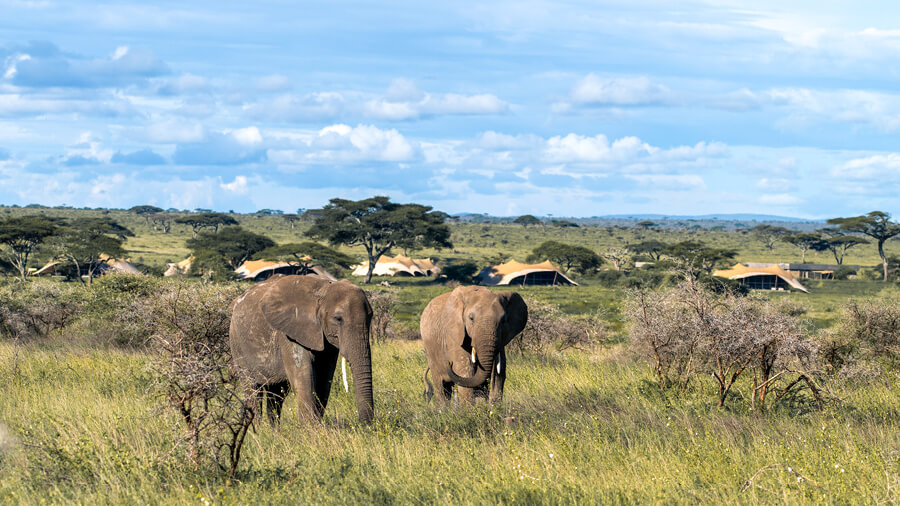 A pair of elephant graze near Namiri Plains, Serengeti, Tanzania
