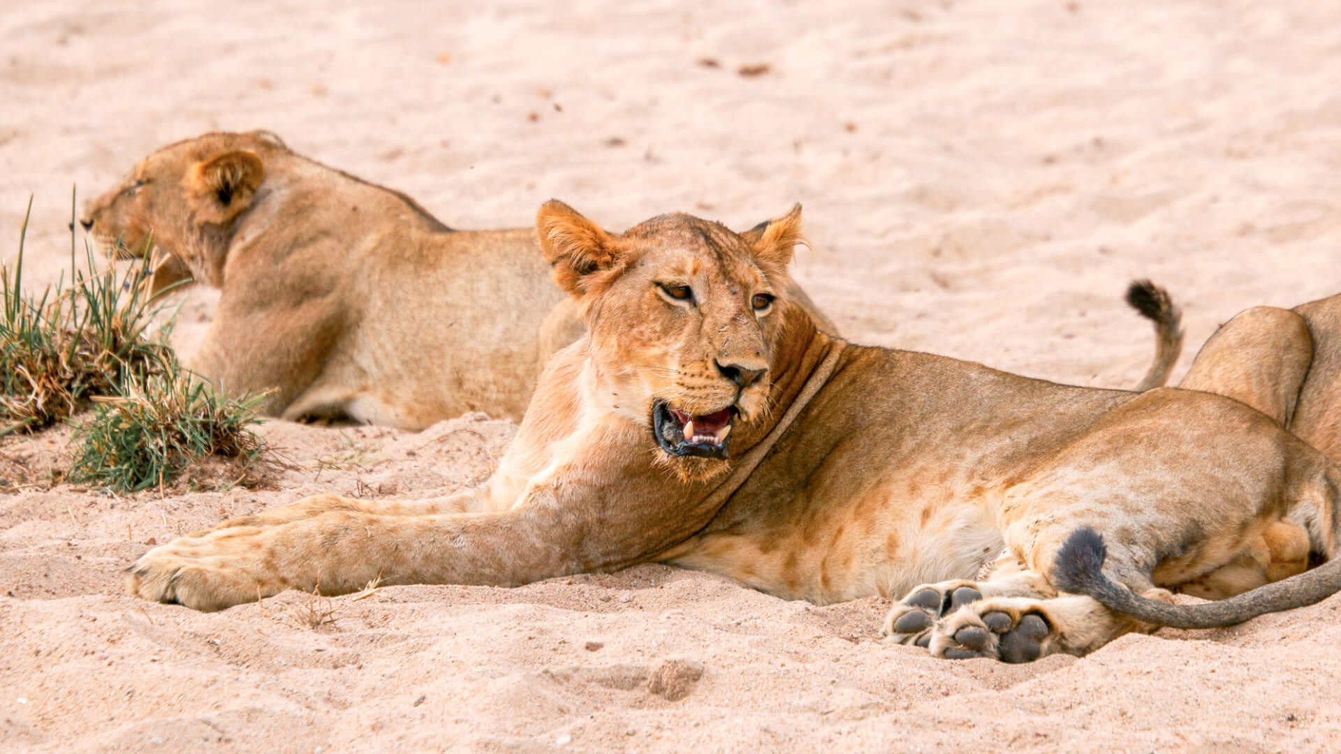A pair of lionesses rest in the sand in Ruaha, Tanzania