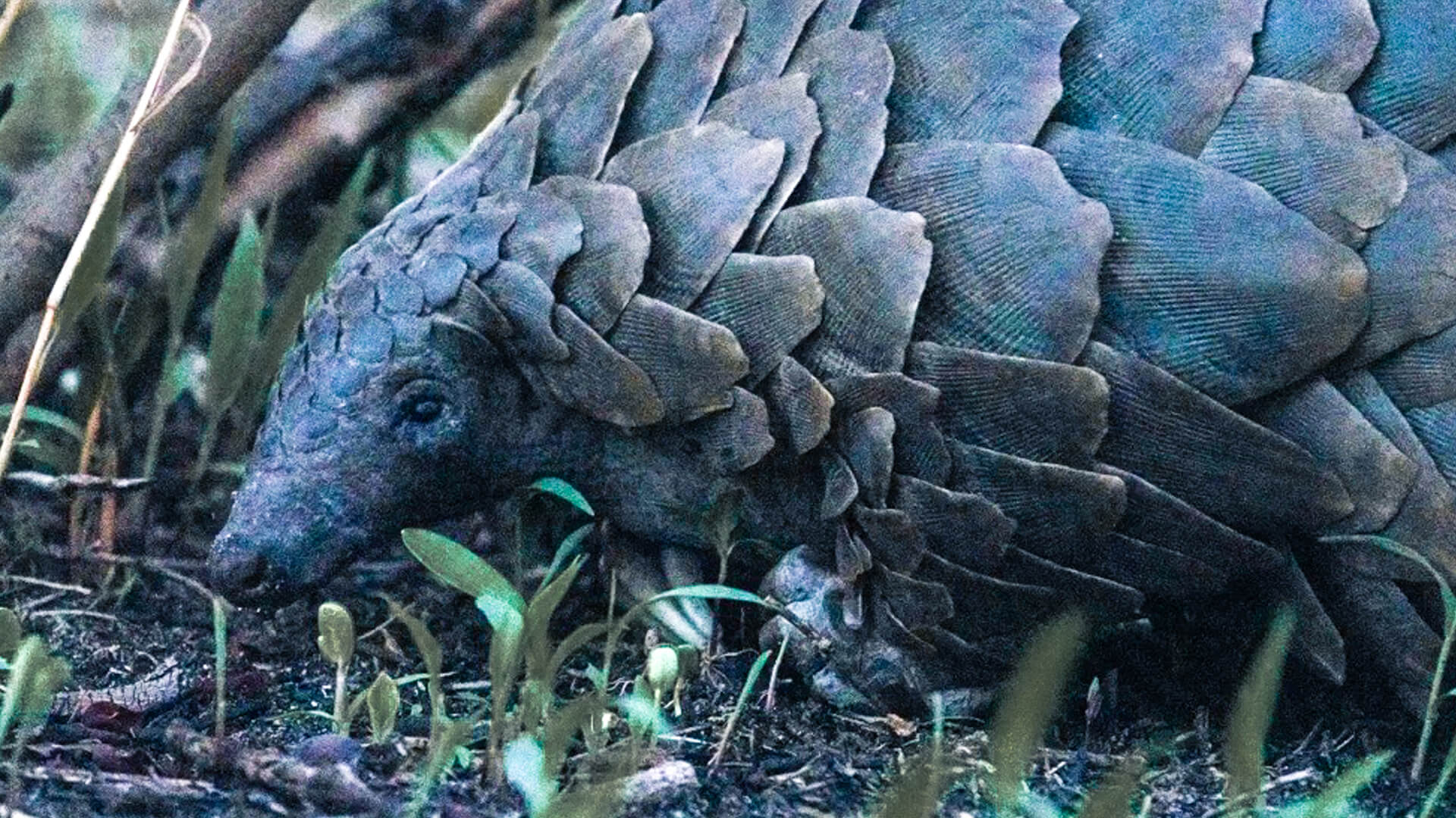 A rare pangolin, Serengeti, Tanzania